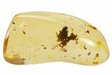 Polished Colombian Copal ( g) - Contains Insects! #263342-1